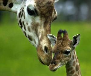 yapboz bebeği ile zürafa